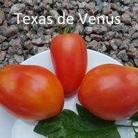 Texas de Venus